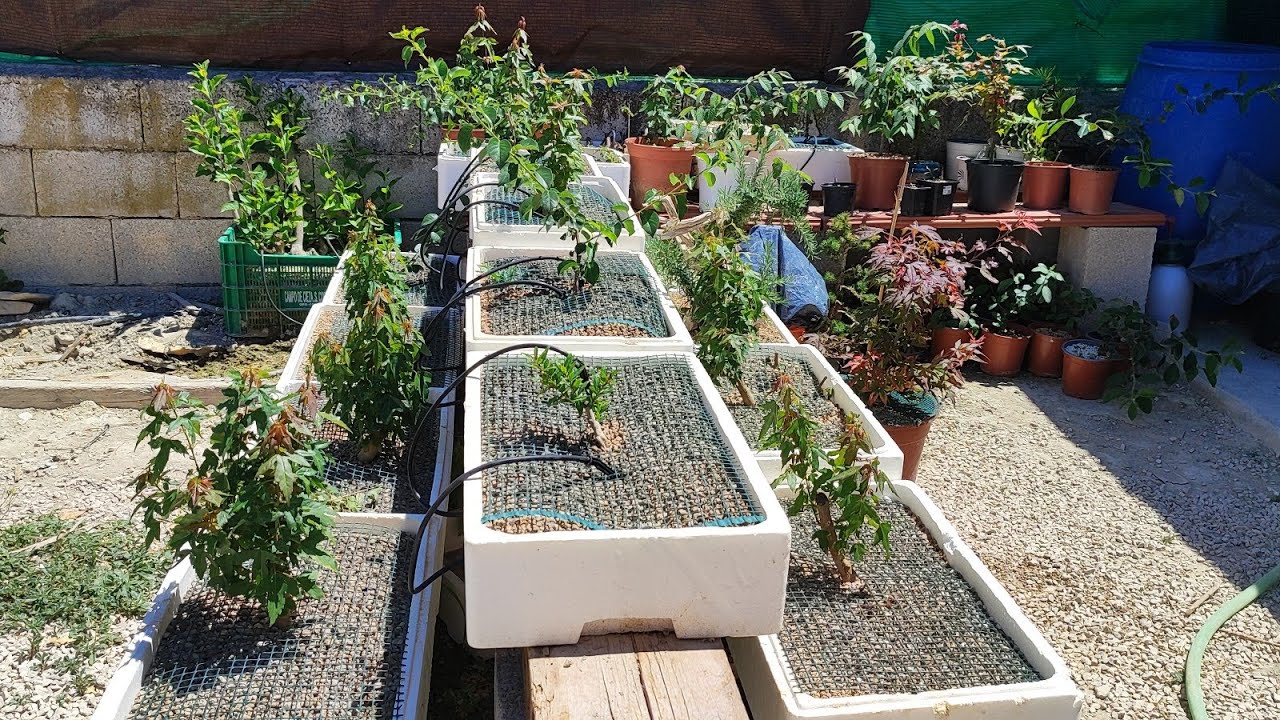 TECNICA de ENGORDE y FORMACION de TRONCO en BONSAI