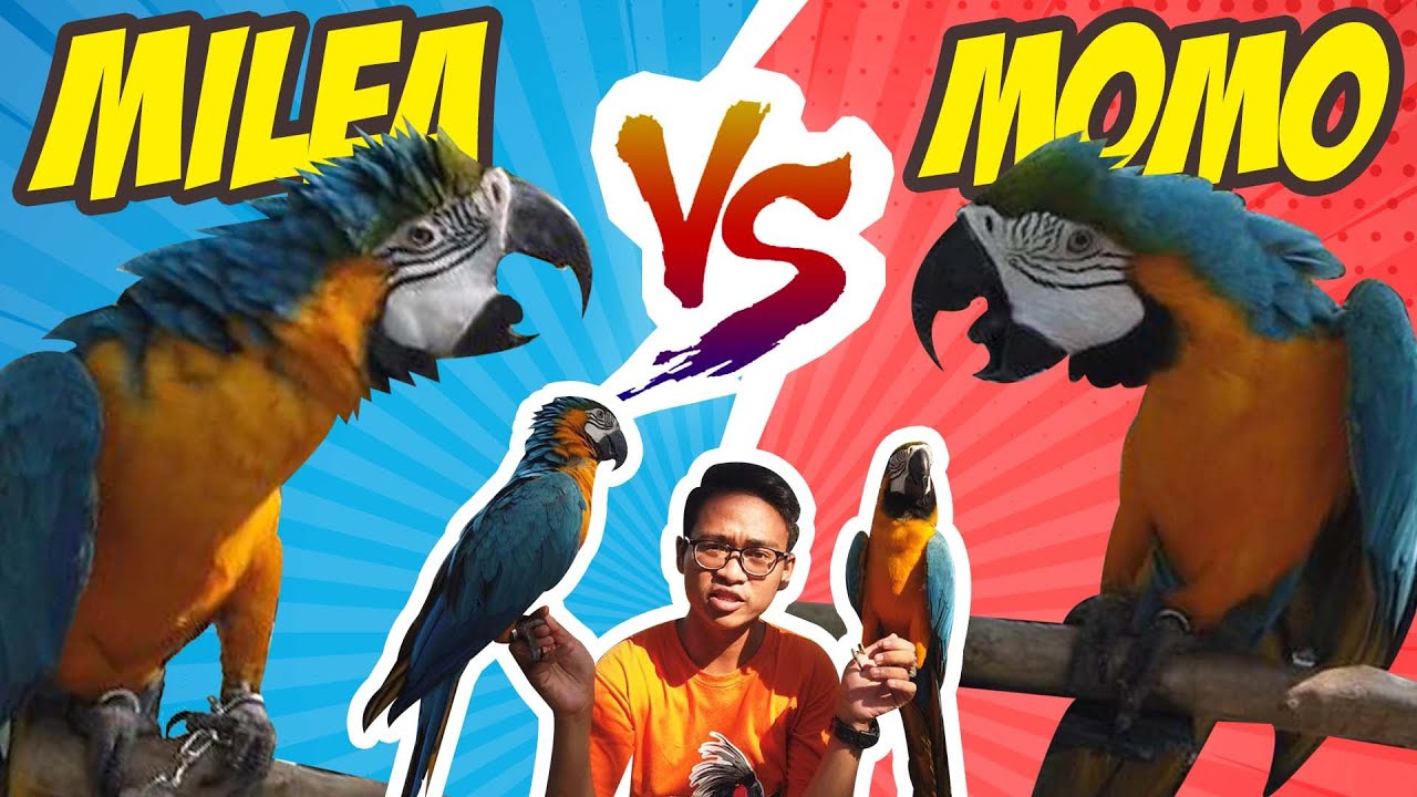 MOMO VS MILEA | SIAPAKAH YANG AKAN MENANG⁉️