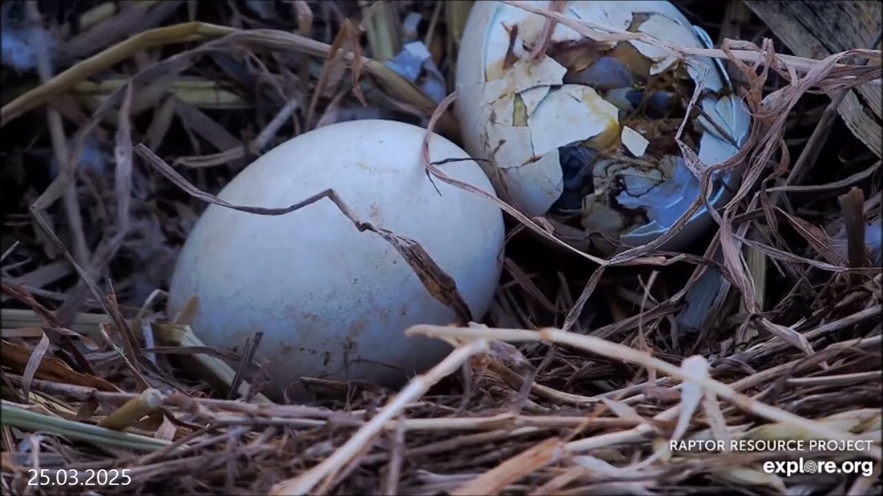 Decorah Eagles North - 25.03.2025