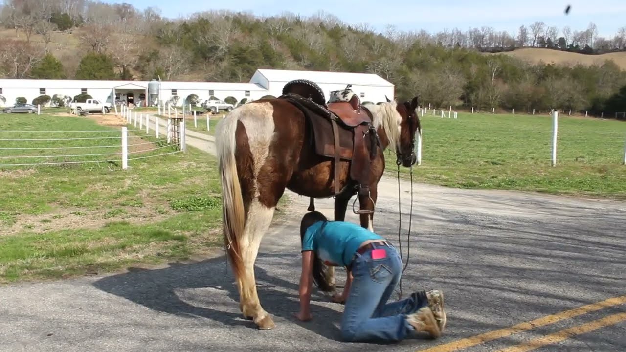 Jolene spotted Trail Filly for sale at McNatt Farms