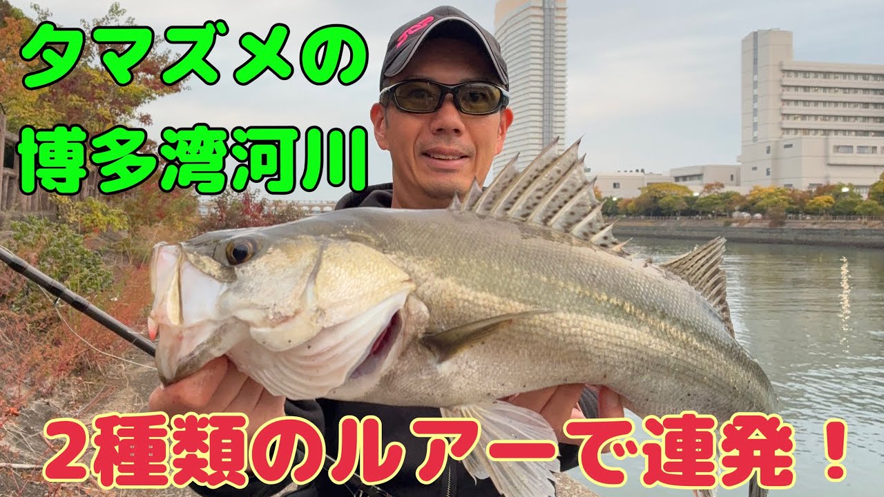 夕マズメの博多湾河川 2種類のルアーでシーバス連発！