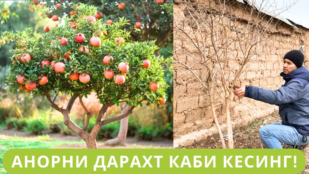 АНОРНИ ДАРАХТ КЎРИНИШИДА КЕСИШ СИРЛАРИ!