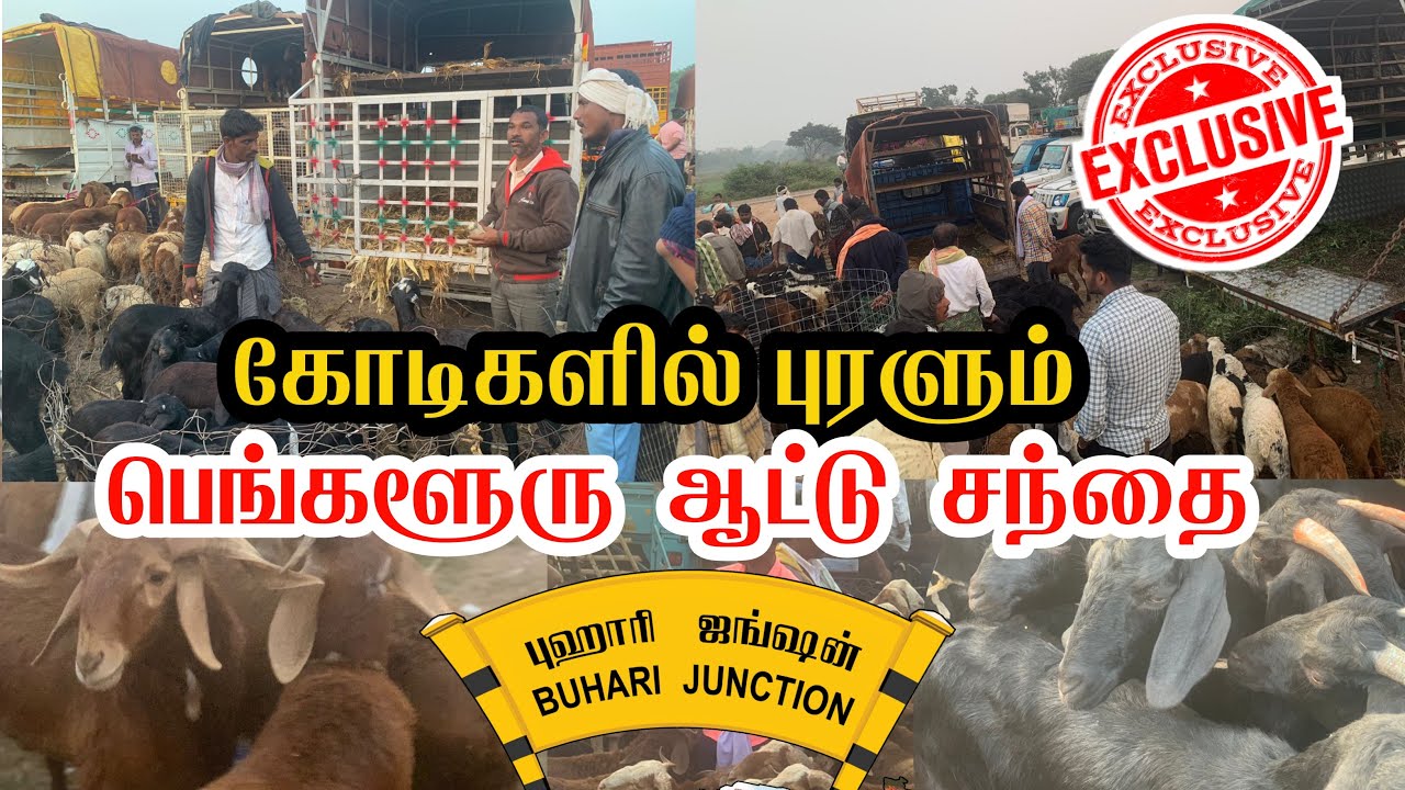 Cheap Price Goat Market | Karnataka ஆட்டு சந்தை |Kukanapalli |Buhari Junction #goatmarket #Goat