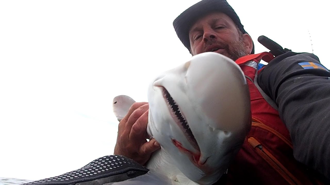Shark Fishing From a Kayak Catching Welsh Tope Off Tywyn Tonfanau