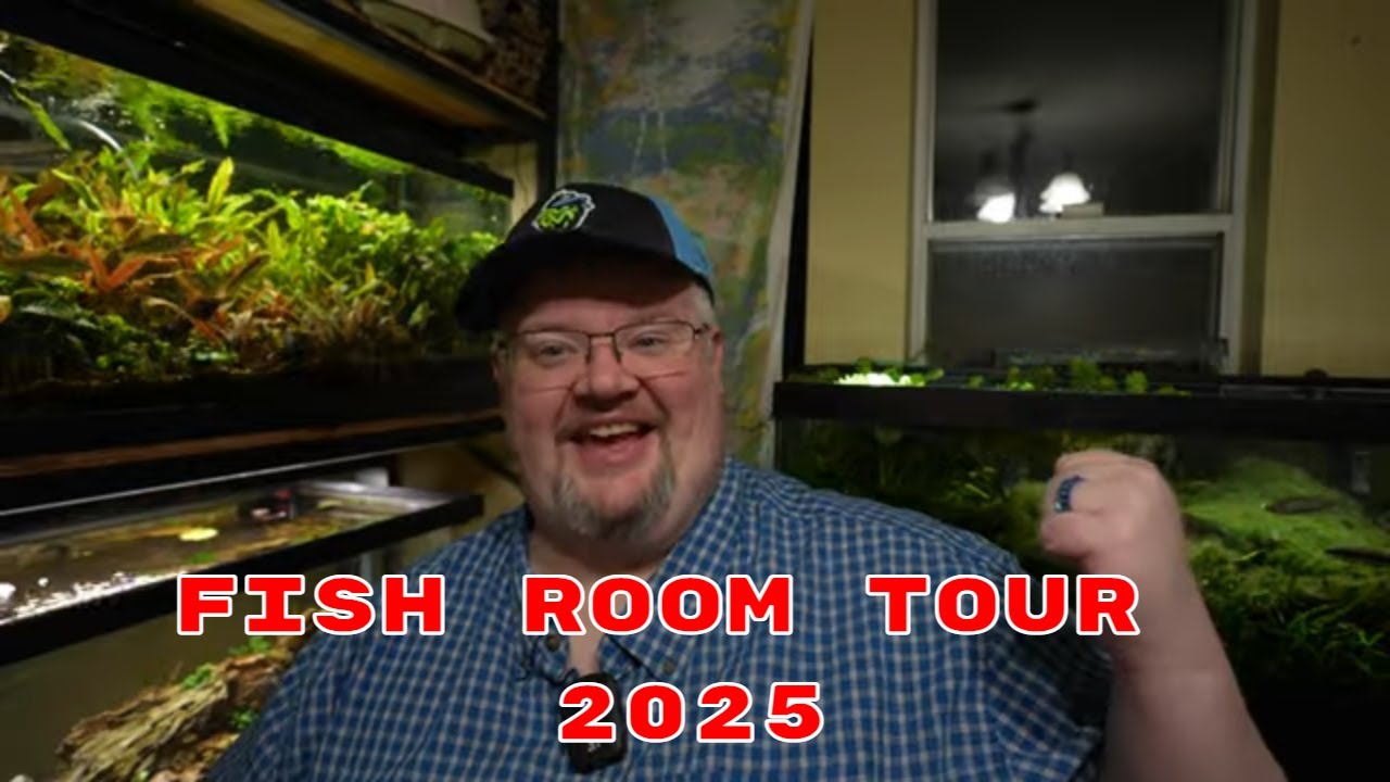 My Fish Room Tour 2025