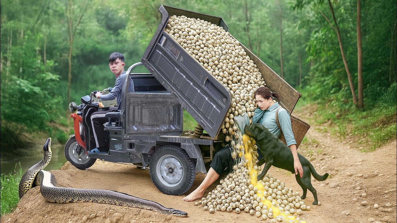 Smart dog helps Ly Thi Hoa harvest 100,000 quail eggs and bring them to the market to sell