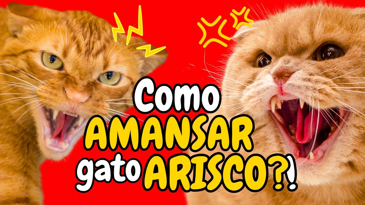 Como AMANSAR um gato quando ele estiver AGRESSIVO e ASSUSTADO? 4 DICAS para Acalmar um Gato ARISCO!