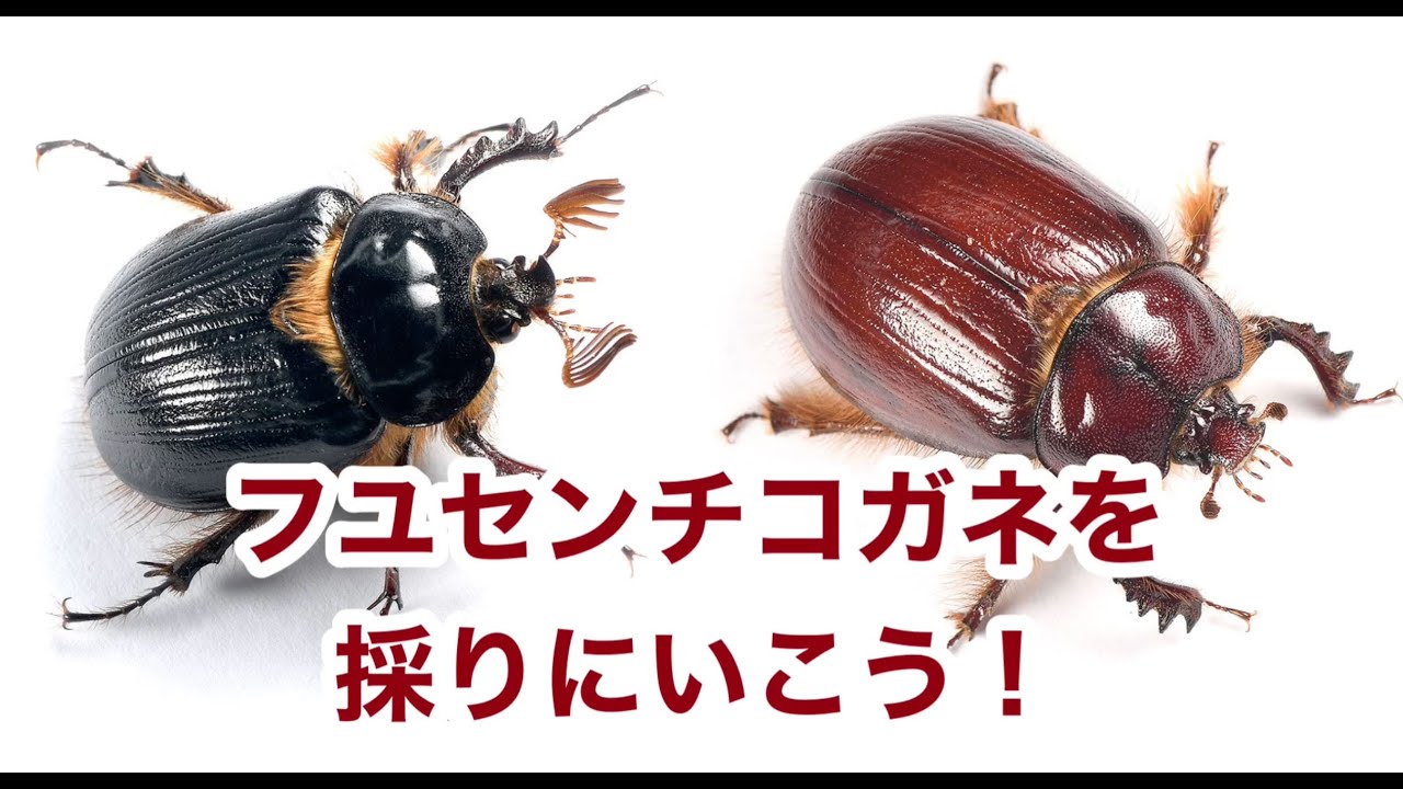 フユセンチコガネを採りにいこう