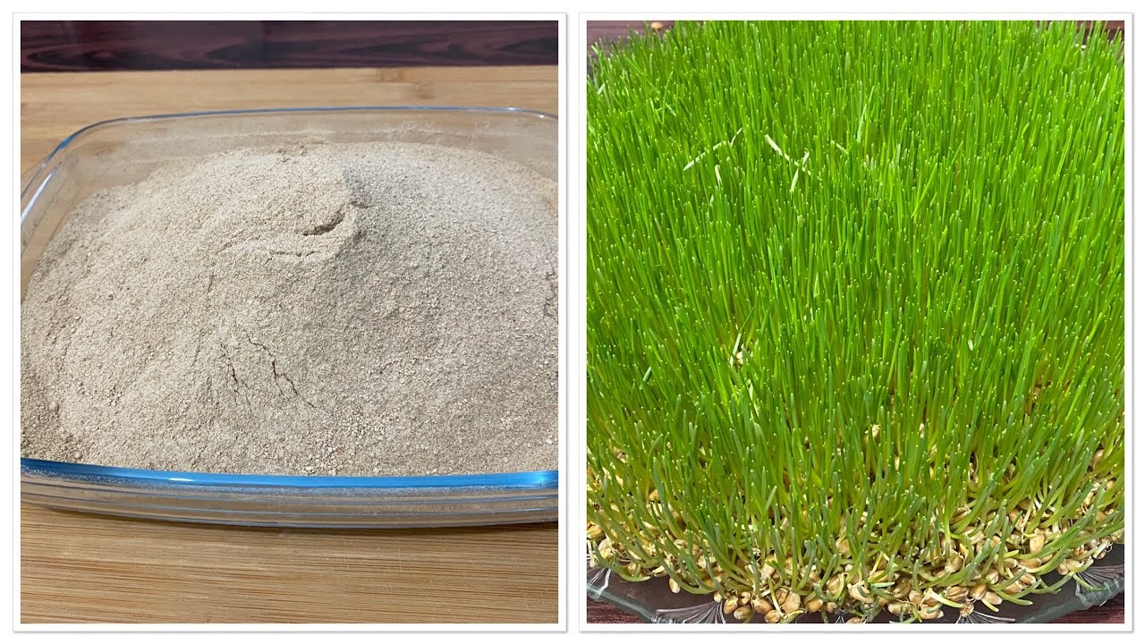 طرز تهیه آرد سمنک | جوانه گندم | Rezept-Weizensprossenmehl selber machen