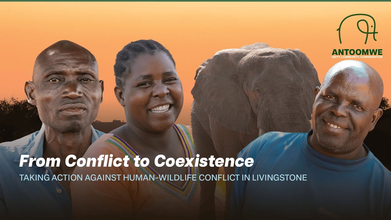 Antoomwe: Ending Human Wildlife Conflict in Zambia