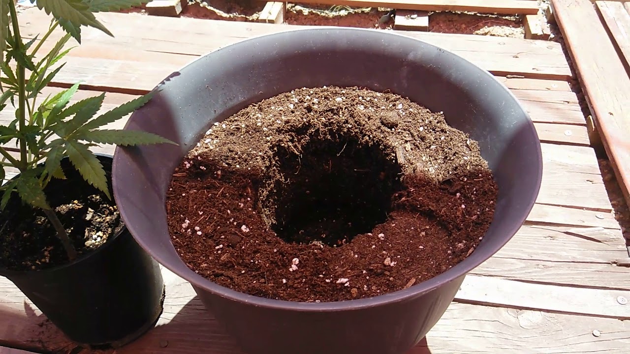 Transplanting the Casper OG