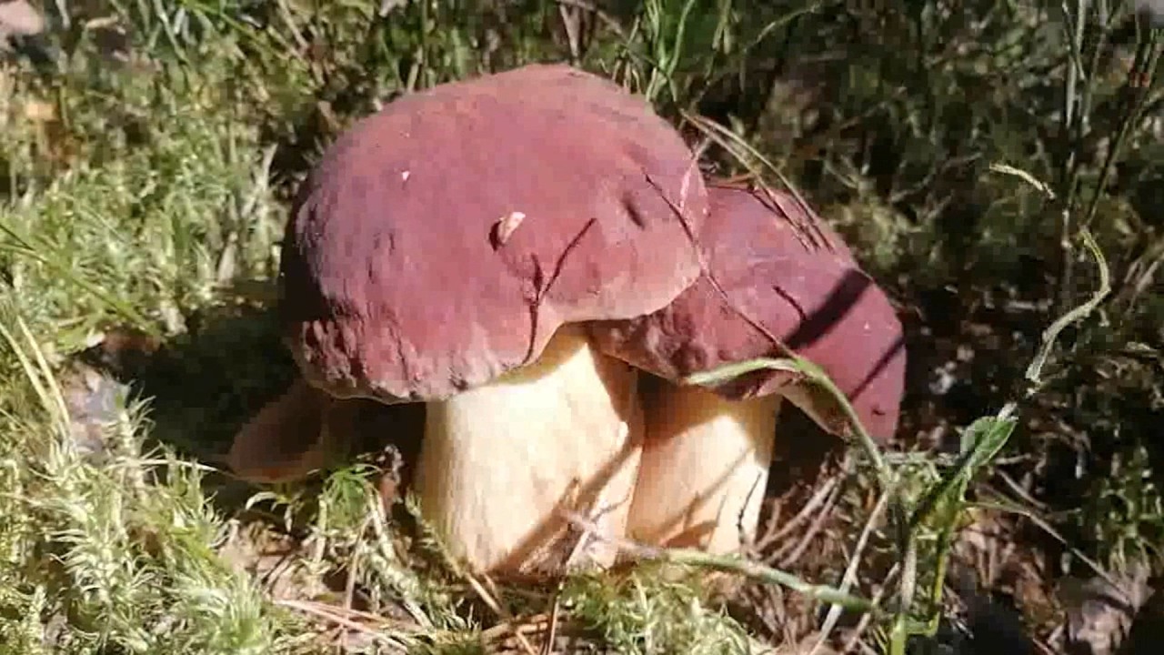 Сосновые боровички проснулись