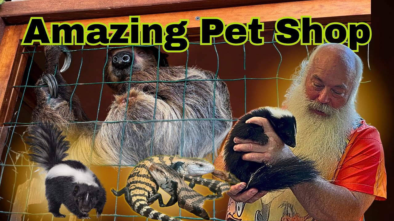 What a fun pet store, they had a skunk!