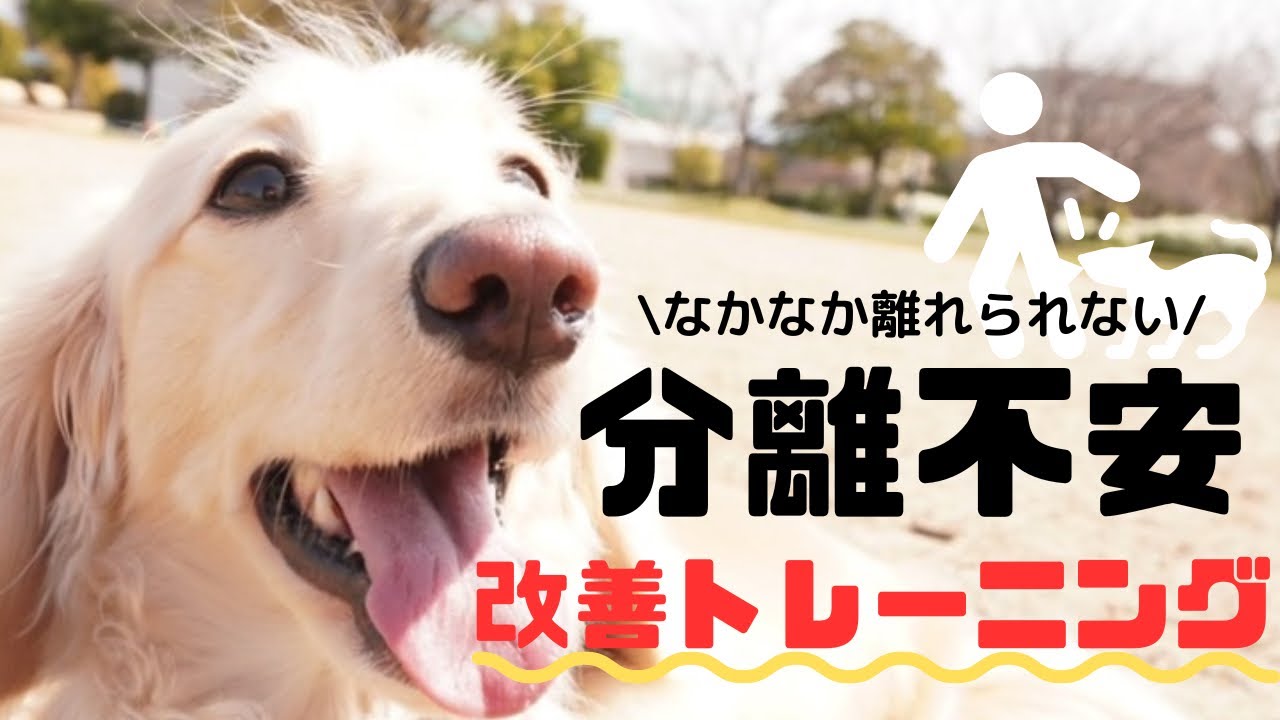 【分離不安】家族が離れたら吠えてしまう子向けの改善トレーニング方法！