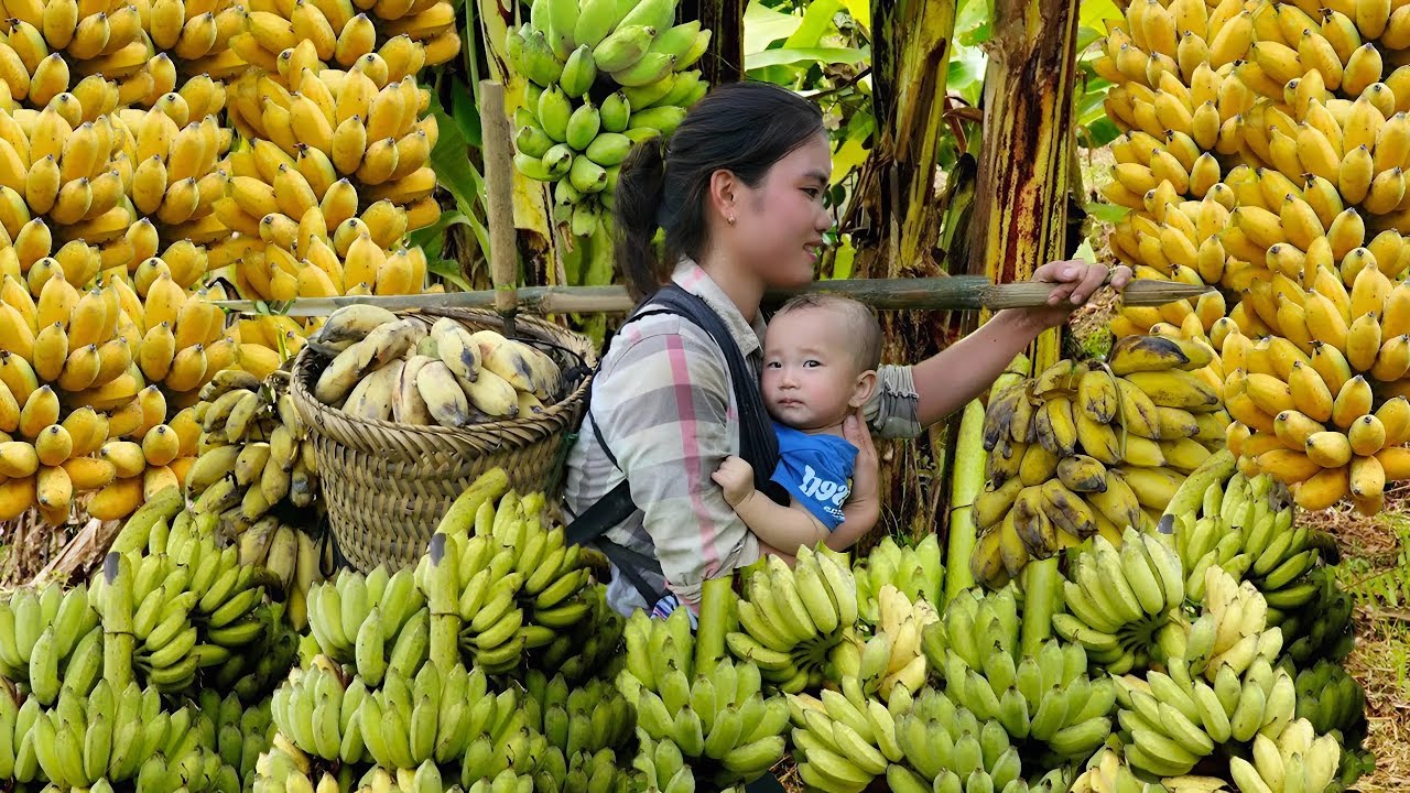 How to Harvest Bananas to Sell at the Market - Making Banana Cakes | Trieu Thi Thuy