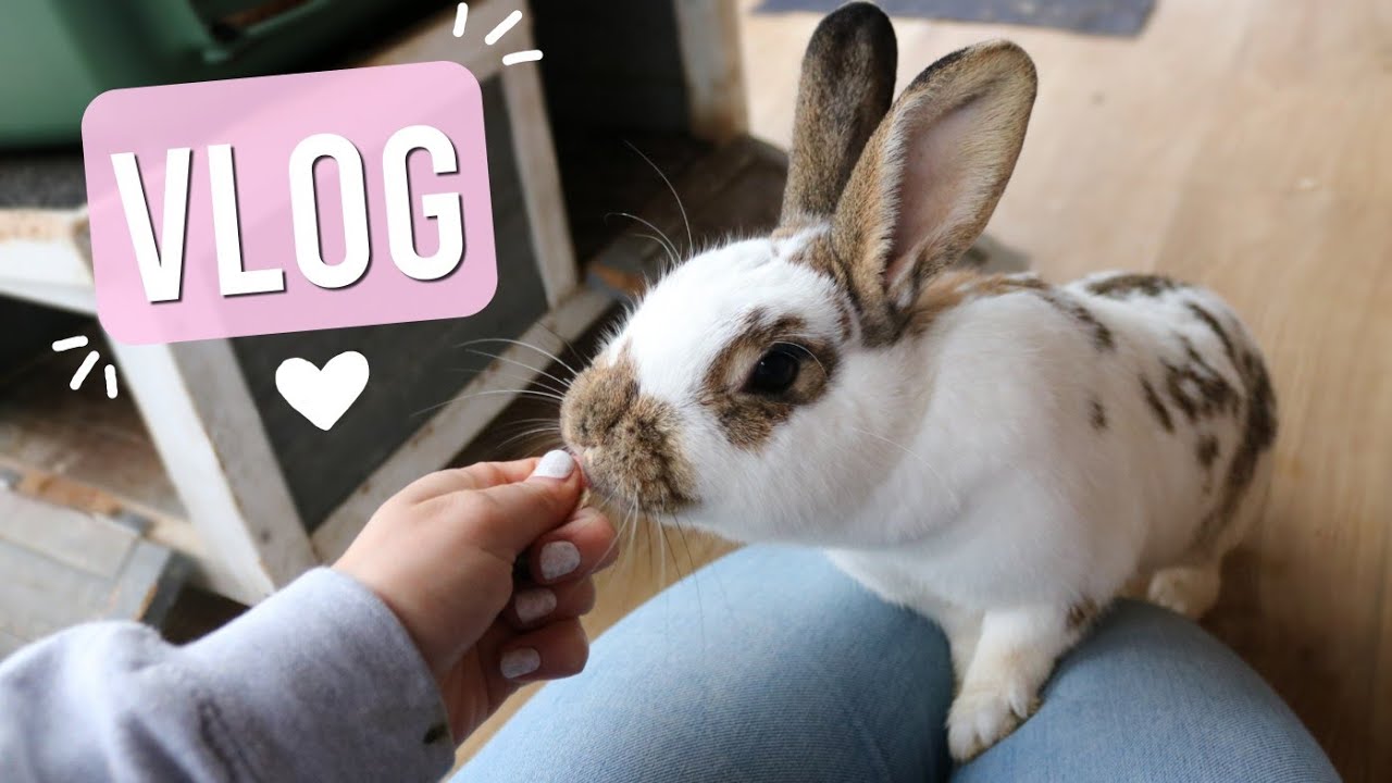 VLOG: Kaninchenapotheke, Frischekiste, 1. mal Wiese, Regal ordnen, neue Bilder | Kaninchenstar