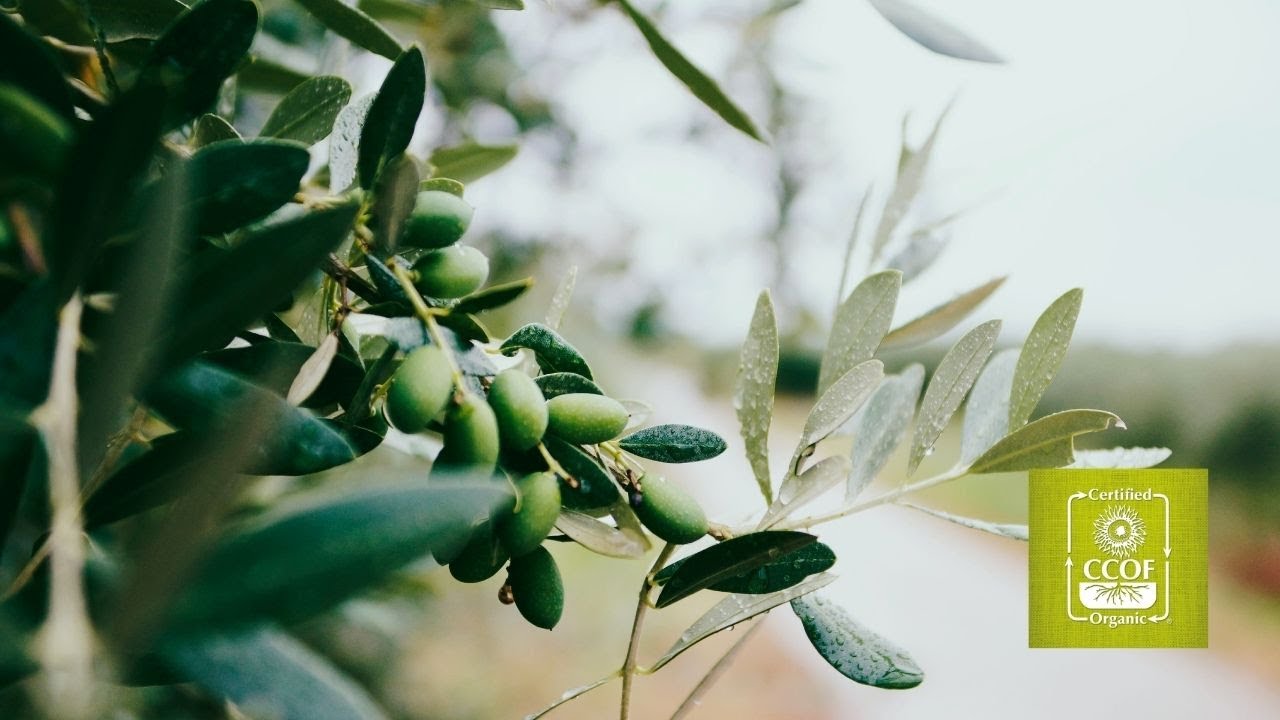 Demystifying Organic Certification for Processors &mdash; CCOF Foundation Webinar