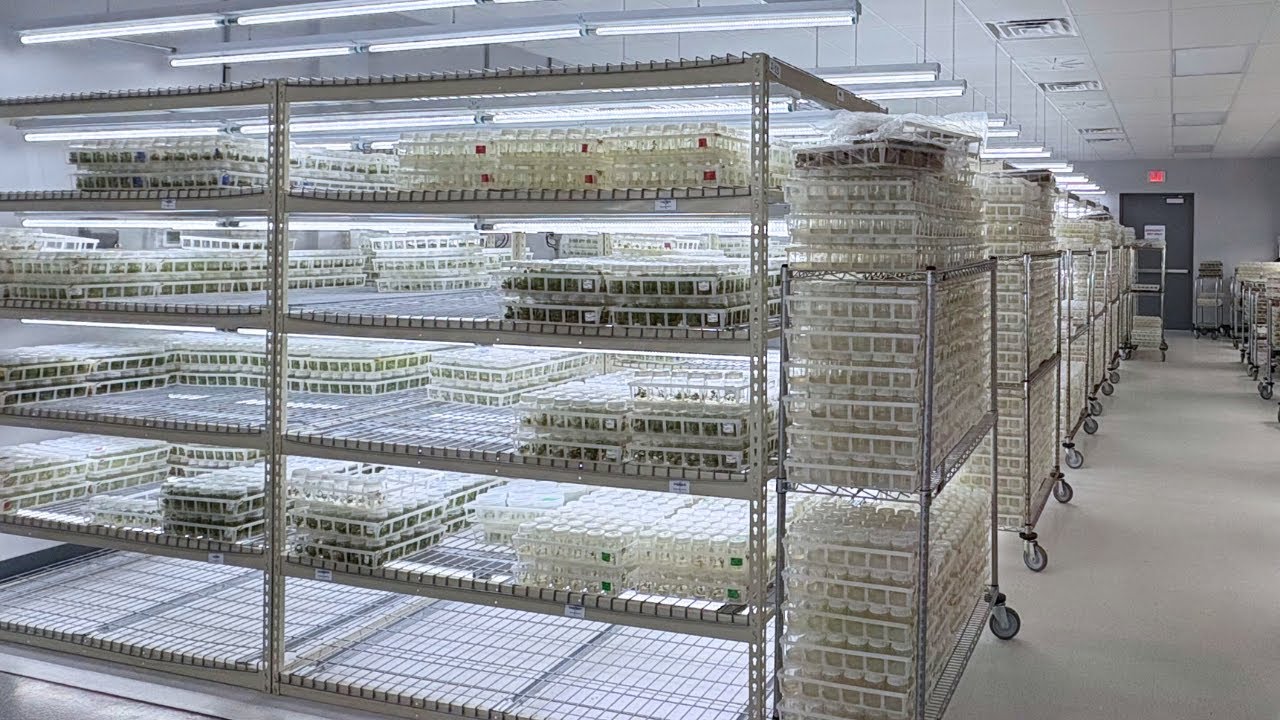The Laboratory That Creates Your Houseplants