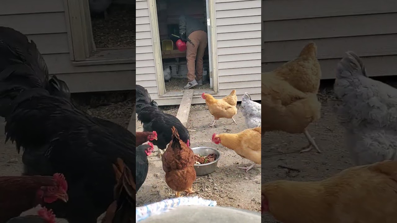 One cold day at the coup preping for the snow #DreamTrackAI Untitled