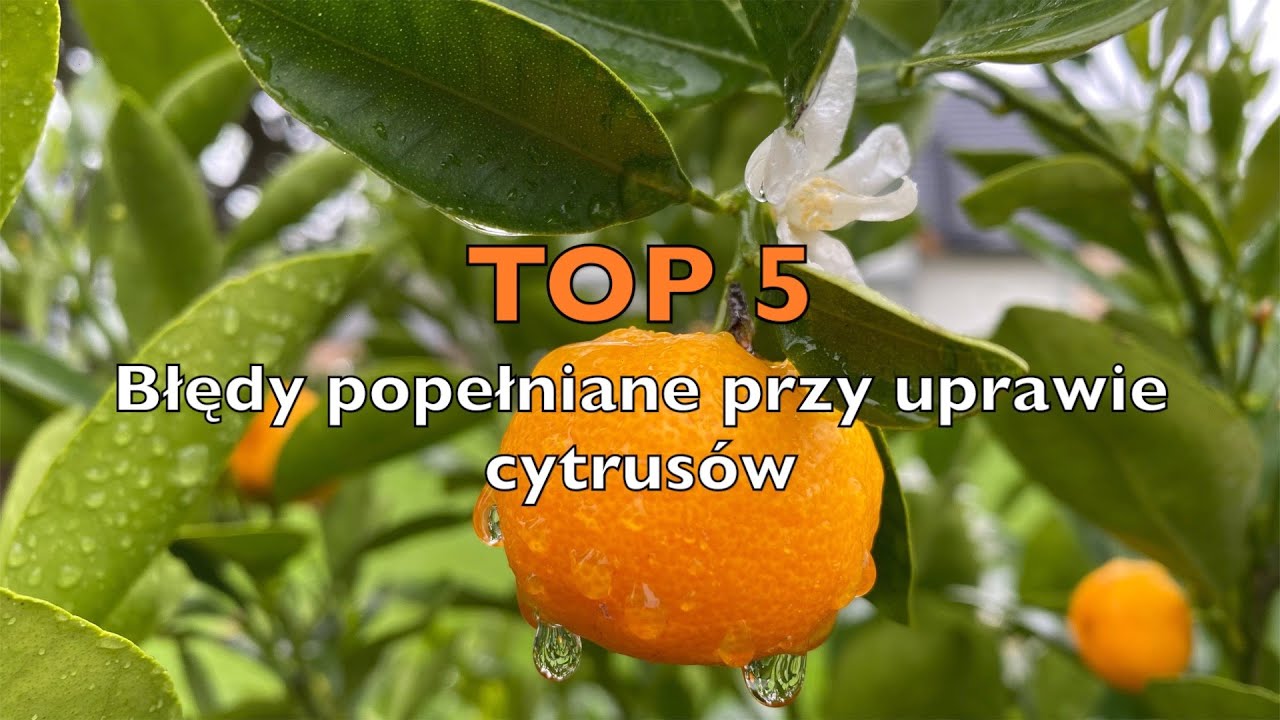 Odc. 154 - TOP 5 - Błędy popełniane przy cytrusach.