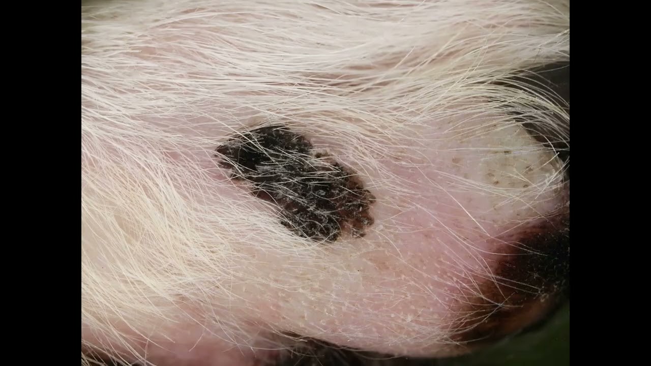 Canine pigmented viral plaque（犬の色素性ウイルス局面）