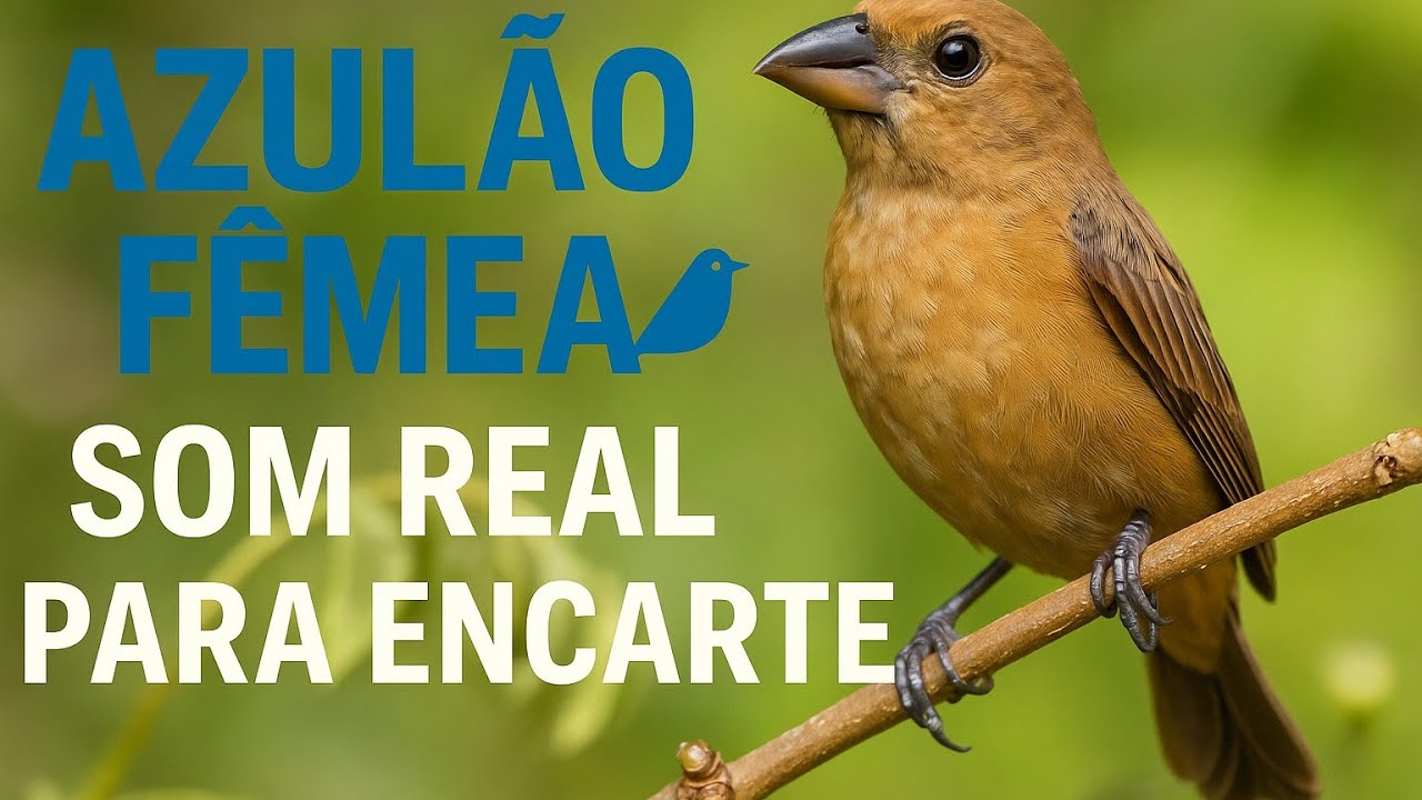 Esse Som de Azulão Fêmea Faz Qualquer Macho Cantar Forte! ✅INSCREVA-SE E AJUDE O CANAL 🔔