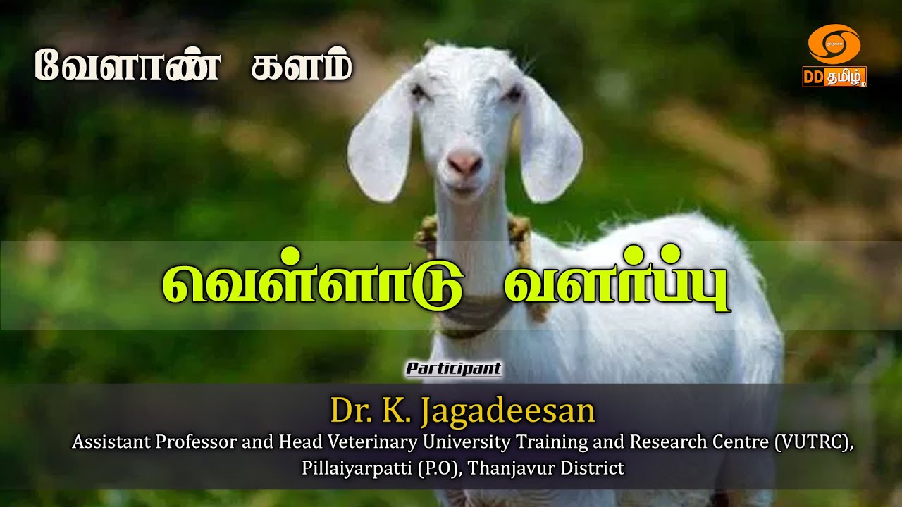 🔴Live | வெள்ளாடு வளர்ப்பு | வேளாண் களம்