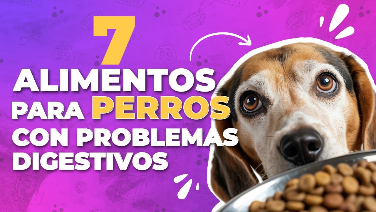 🥩7 alimentos para perros con problemas digestivos 🐶