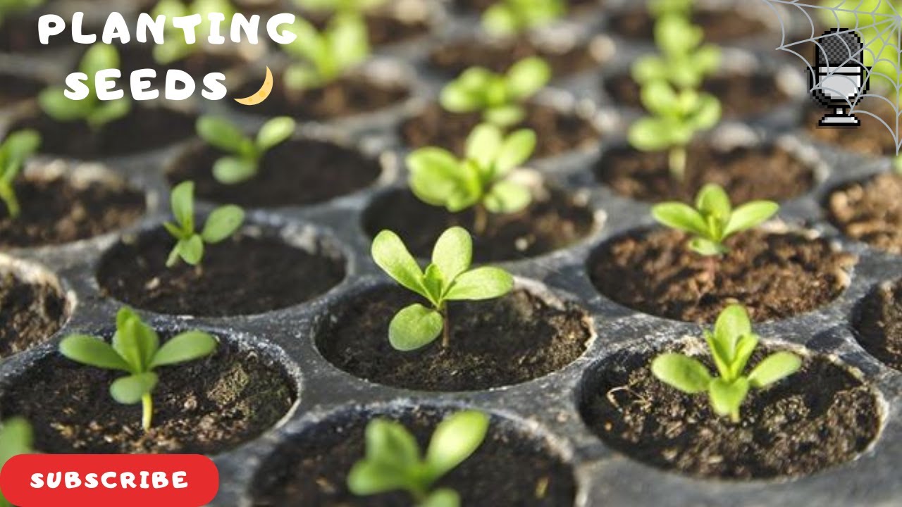 ASMR | PLANTING SEEDS | ENGLISH 🌙