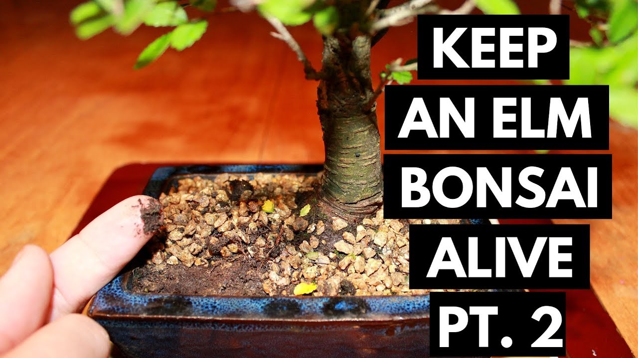 Chinese Elm Bonsai Care: Watering (Part 2)