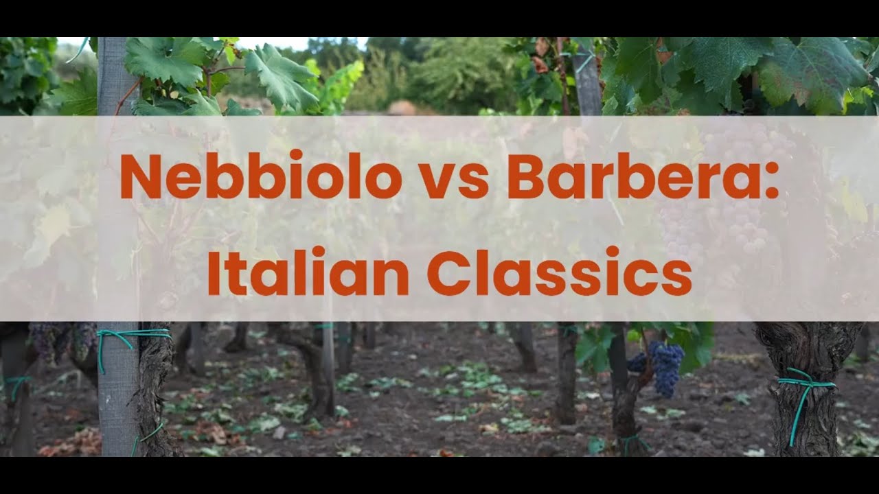 Nebbiolo vs Barbera🍷Quick & Easy Comparison
