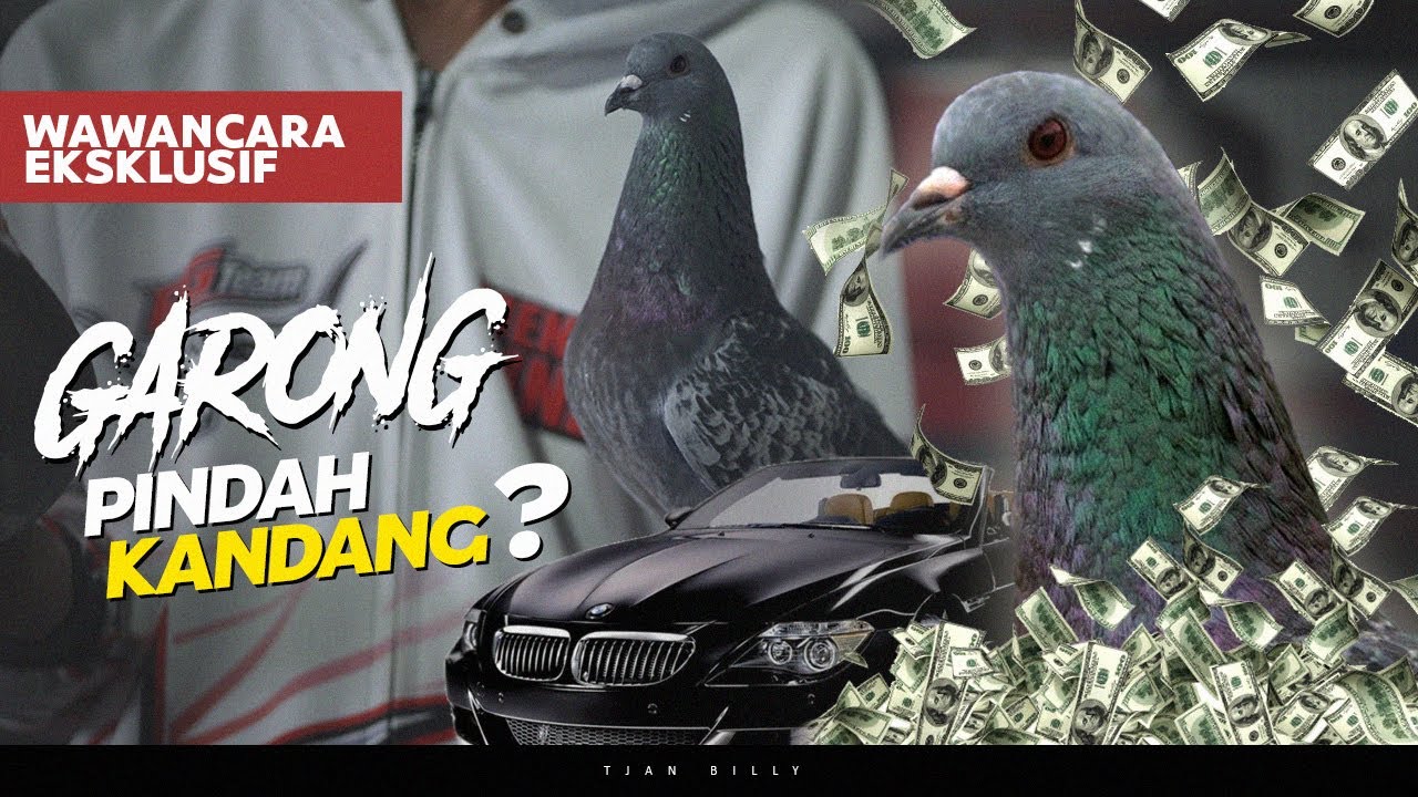 GREBEK KANDANG MERPATI GARONG AG TEAM