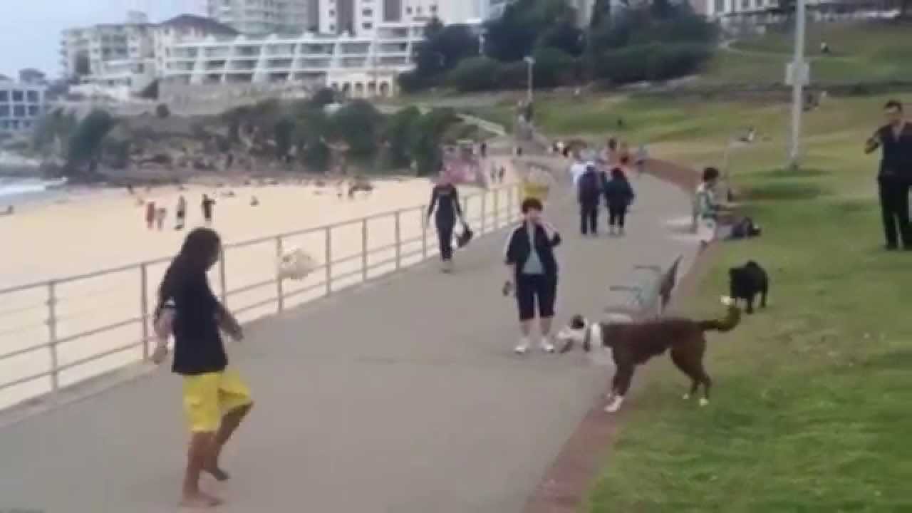 DOG PLAYING FOOTBALL IN BRAZIL