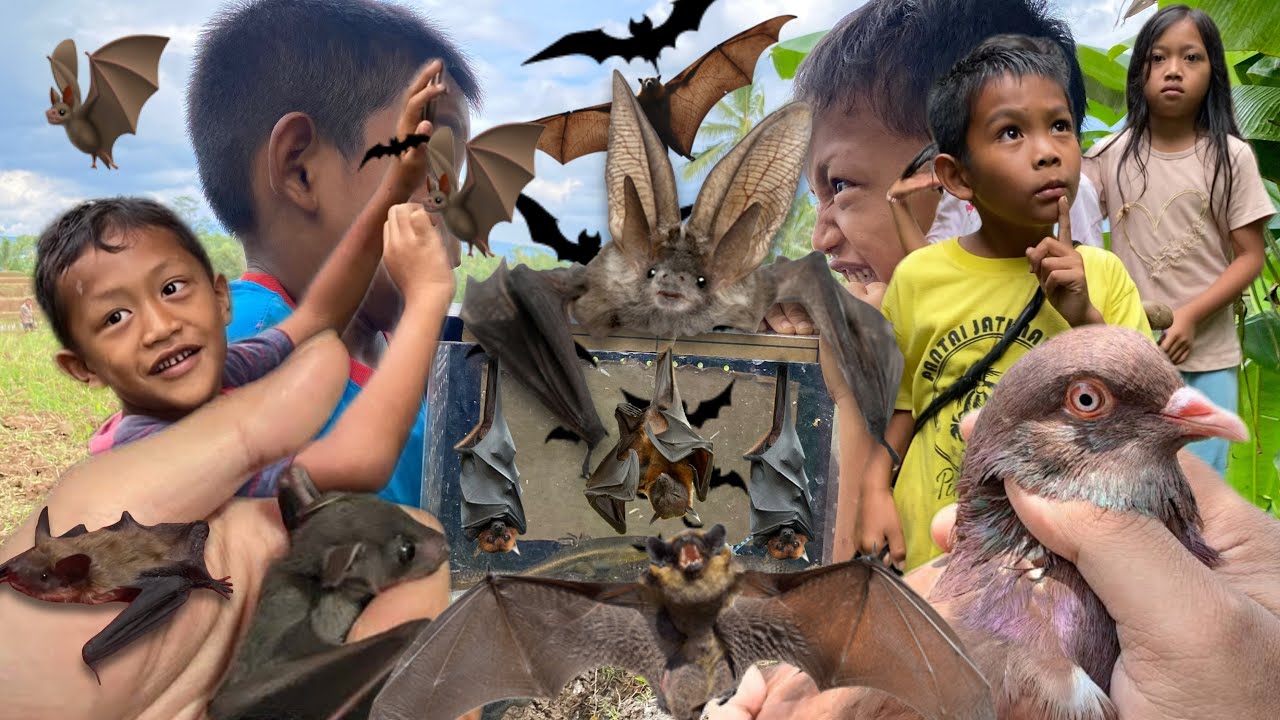 Hunting thousands of bats with kids