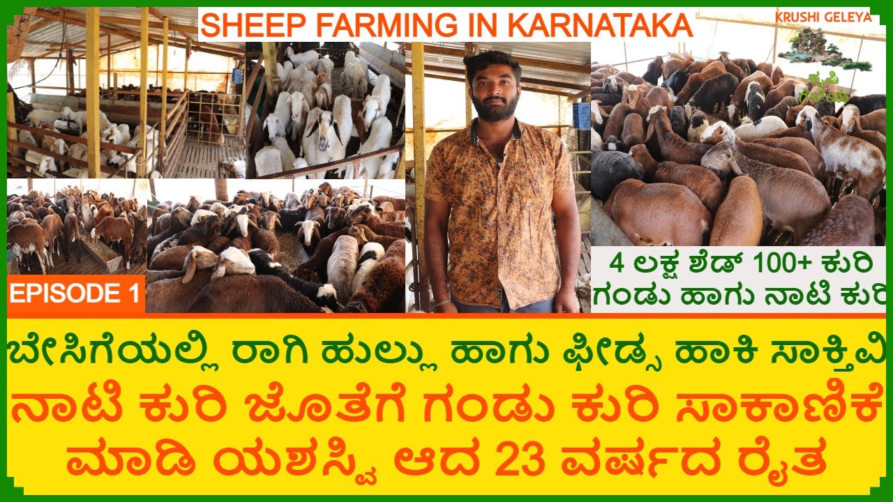 15 ಕುರಿ ಇಂದ ಇವತ್ತು 100+ ಕುರಿ ಸಾಕಾಣಿಕೆ | Sheep Farming In Karnataka | ನಾಟಿ ಕುರಿ ಜೊತೆಗೆ ಗಂಡು ಕುರಿ Ep1
