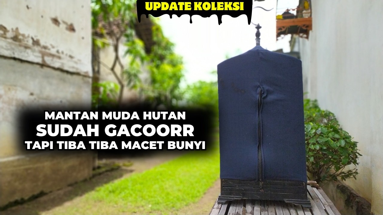 ADA YANG MASIH INGAT DENGAN KOLEKSI BURUNG SAYA YANG INI❓SEPERTI INILAH KONDISINYA SAAT INI❗