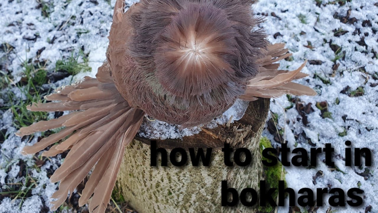 Bokhara Trumpeters  How to get a start