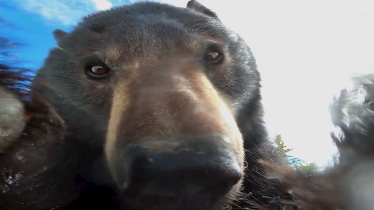 Top 5 Bear
