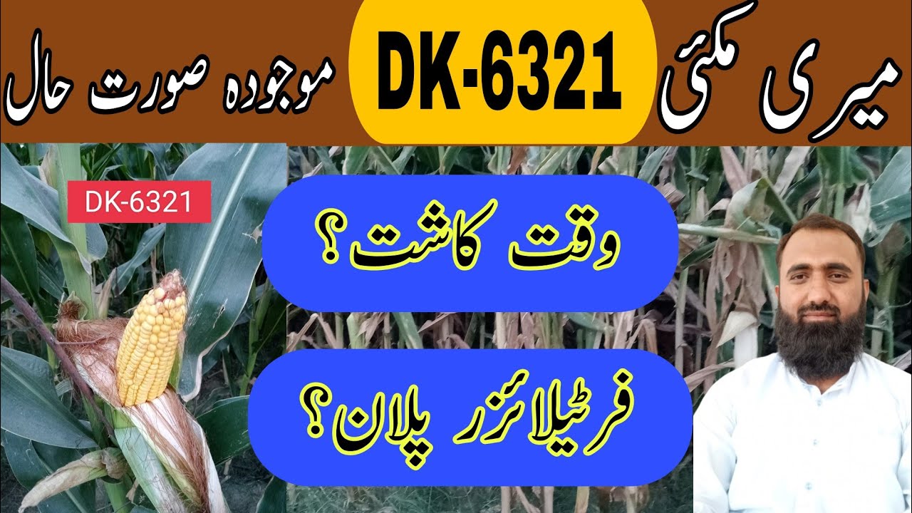 Spring Maize Crop Condition || DK-6321 Corn Crop Condition|| Bilal Kanju Official