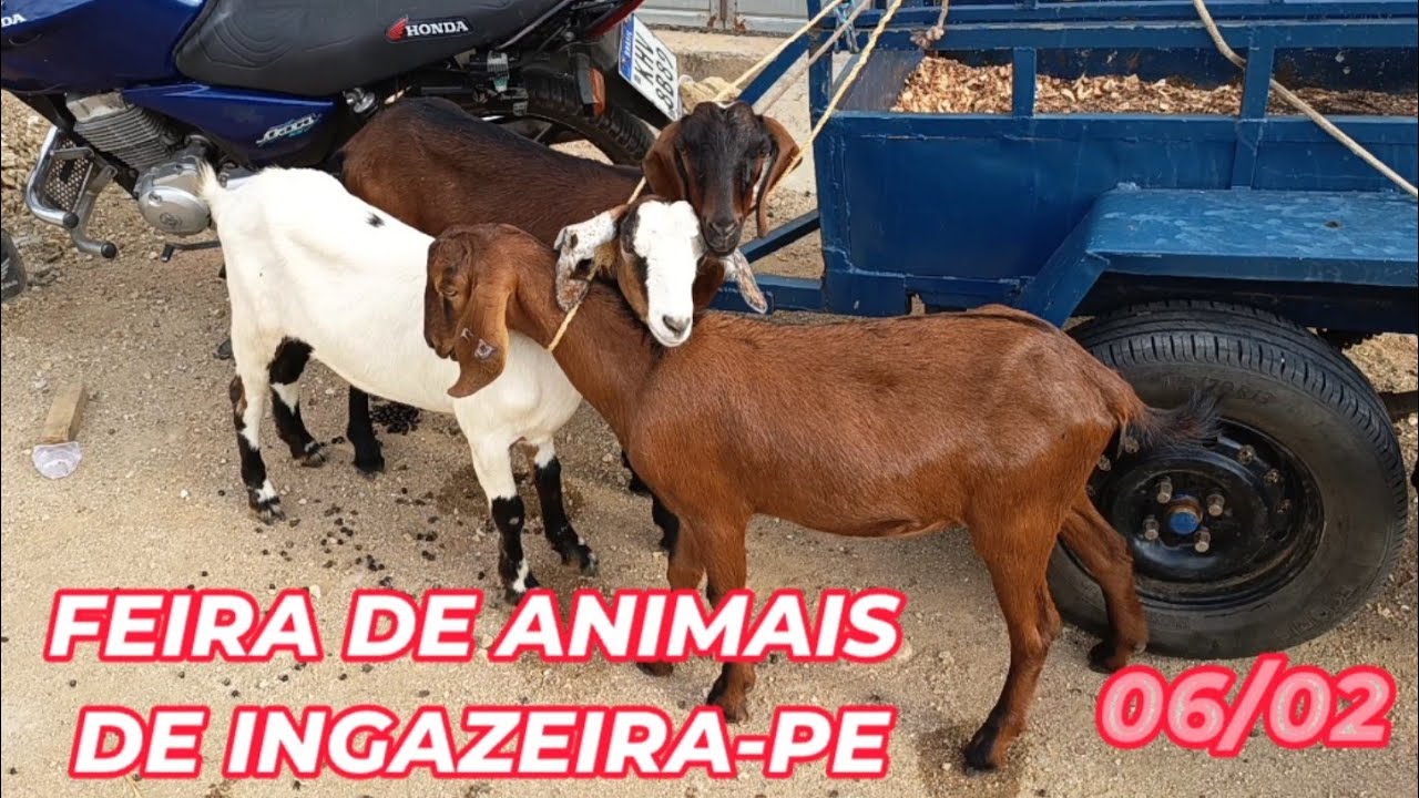 Feira de animais de Ingazeira-PE (06/02/26)
