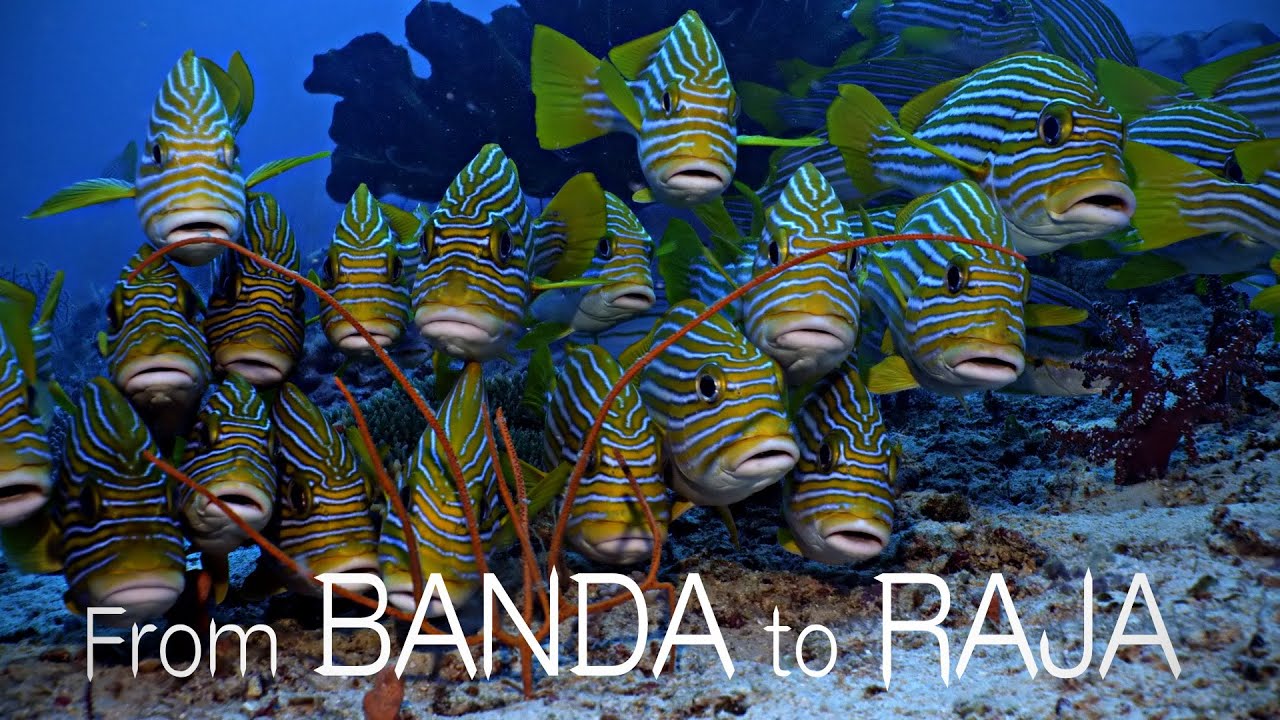 From BANDA SEA to RAJA AMPAT - Liveaboard diving in Indonesia              (4K, Panasonic Lumix GH6)