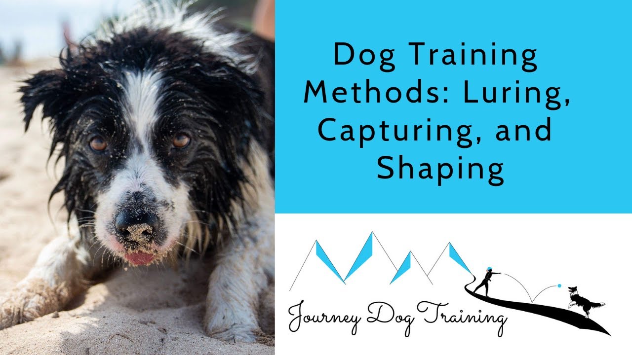 Dog Training Methods: Luring, Capturing, and Shaping