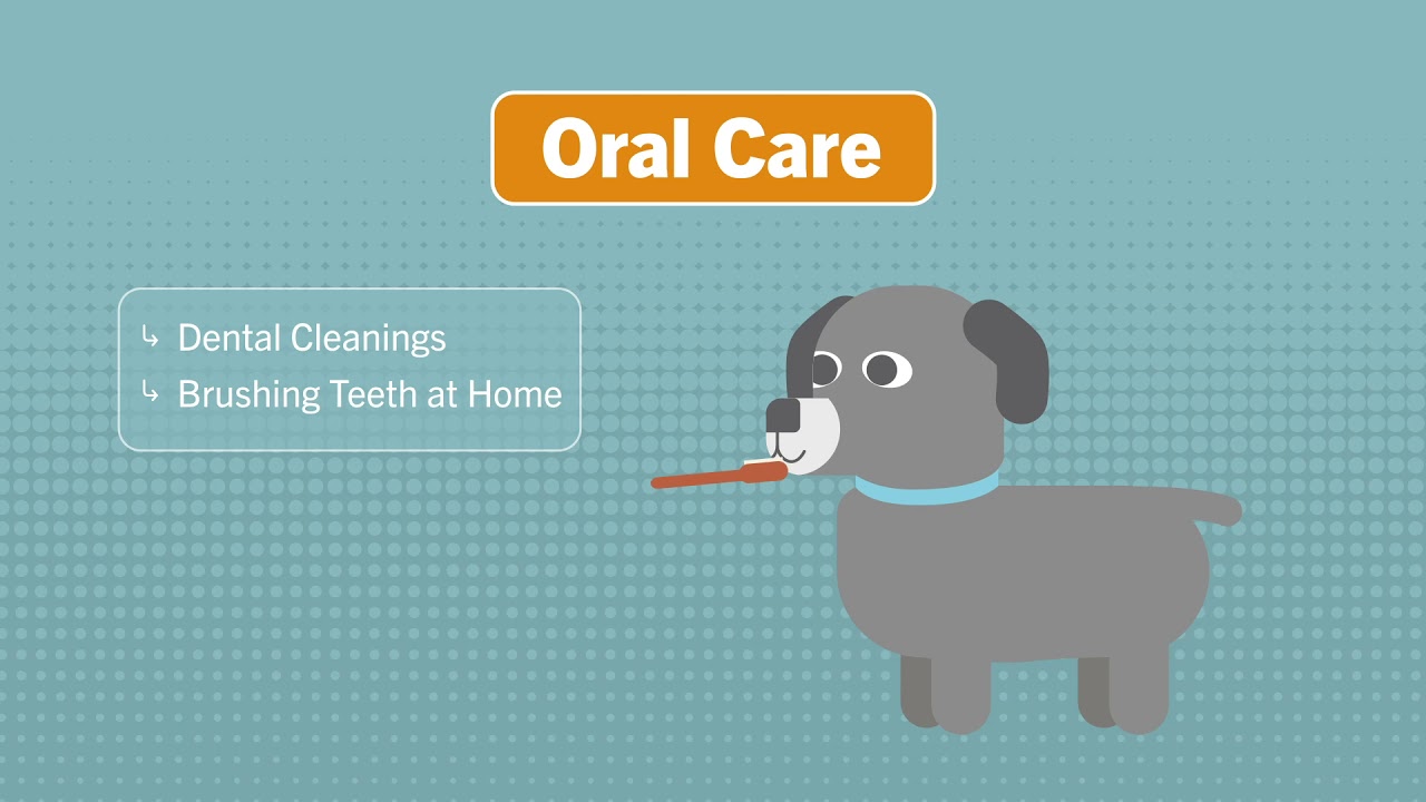 Senior Pet Care Tips