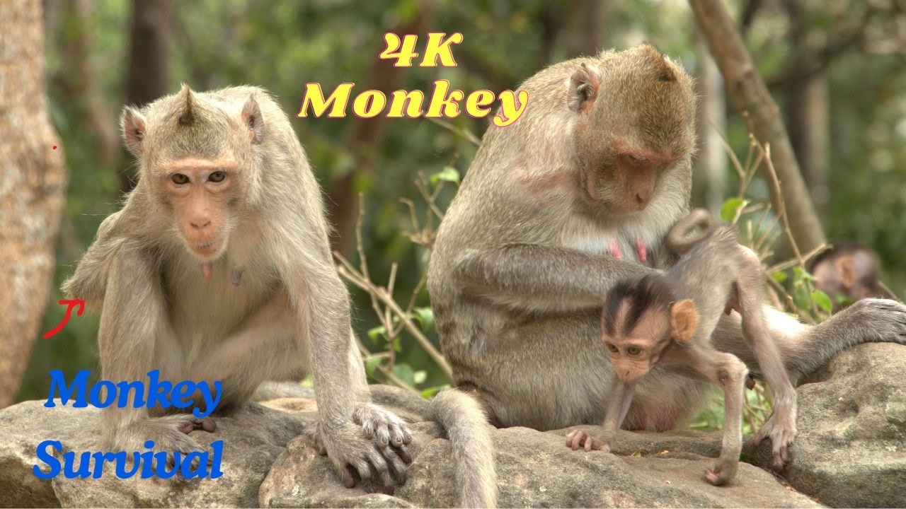 Brave Mother Monkey With Paralyzed Arm Protects Her 2 Babies in the Wild | Monkey Survival Story