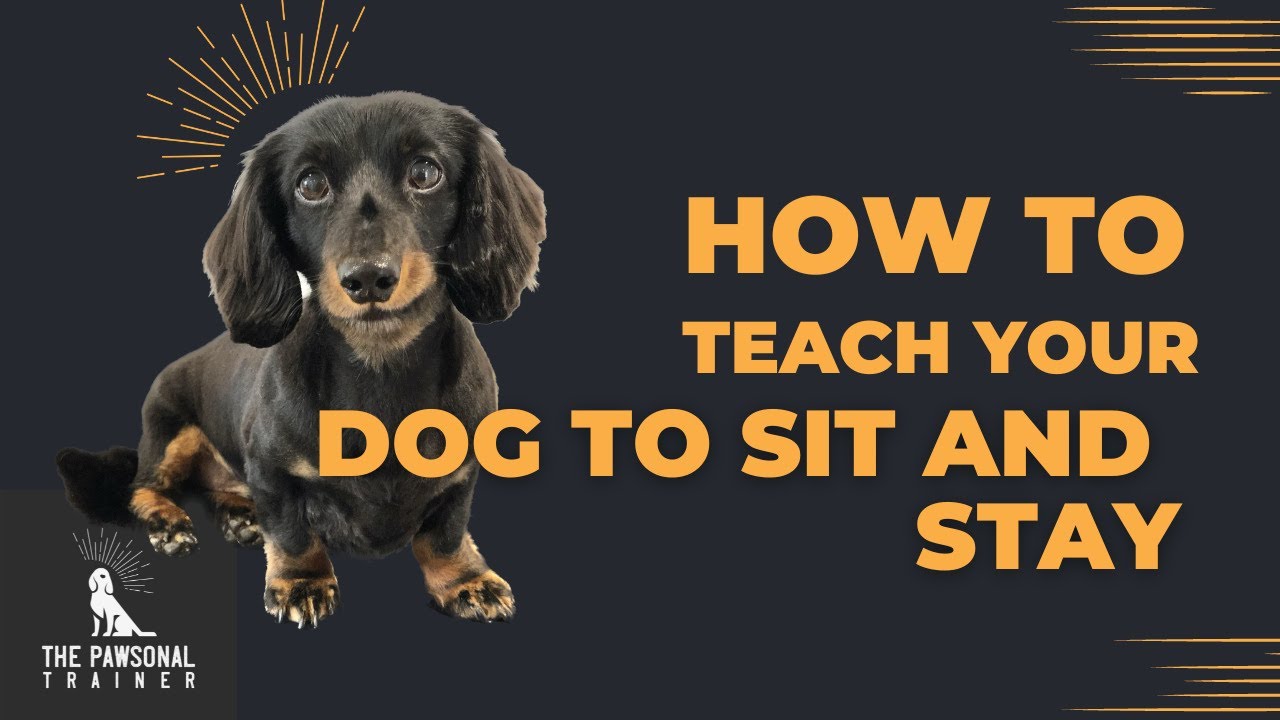 How To Teach Your Dog To Sit And Stay