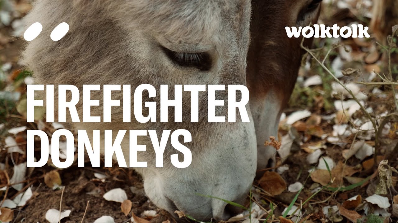 Firefighter Donkeys Helping Save Doñana National Park