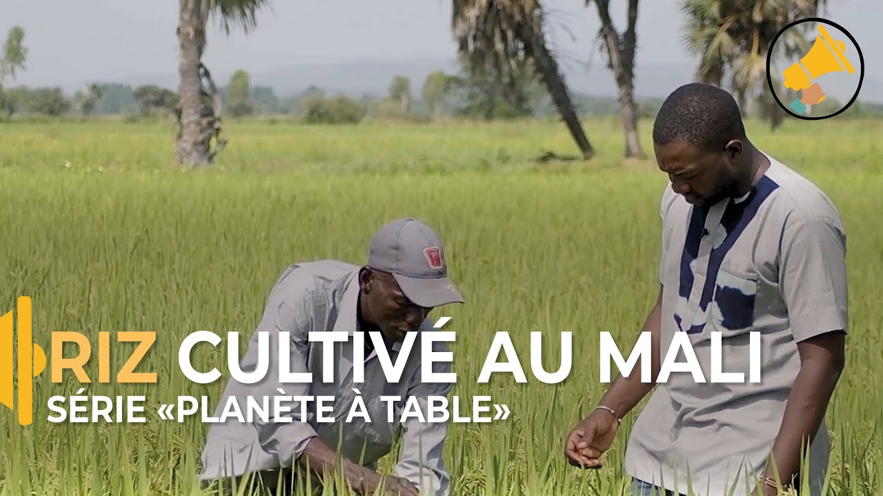Sauvons le riz au Mali / Épisode 4 