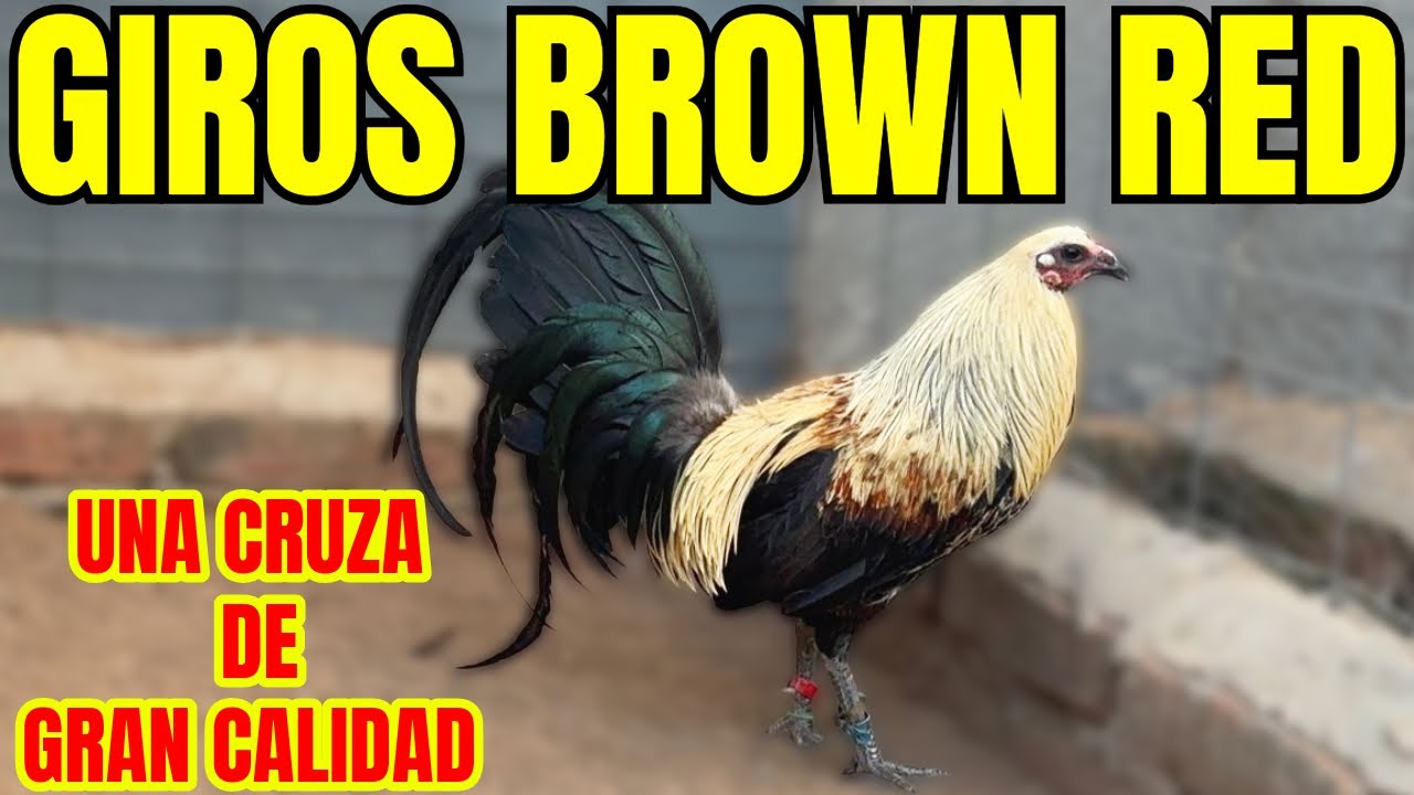 GIROS BROWN RED