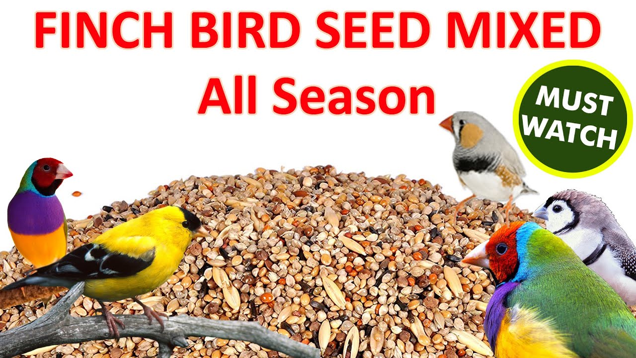 How to Make Finch Bird's Seed Mixed For Winter Or Any Season . | फिंच पक्षी बीज मिक्स। |