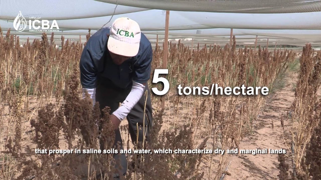 Quinoa for food security in CWANA region